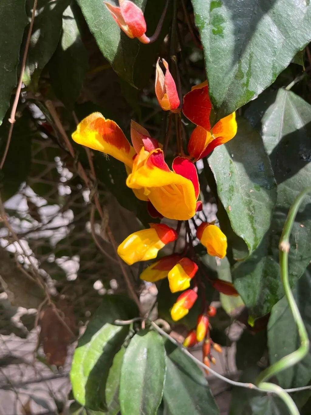 Summer blooming thunbergia coccinea blumen