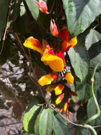 Summer blooming thunbergia coccinea blumen
