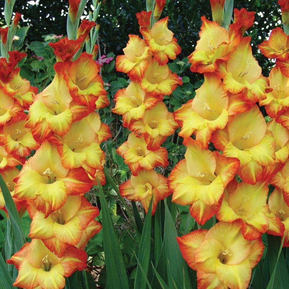 Summer blooming gelb orange gladiolus