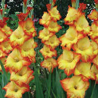 Summer blooming gelb orange gladiolus