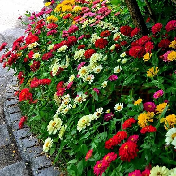 Summer blooming zinnia blumen