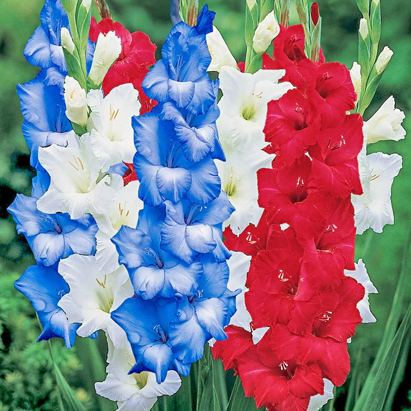 Summer blau and weiß gladiolus blumen for garten beds