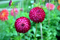 Summer dahlia pflanzen for bright garten displays