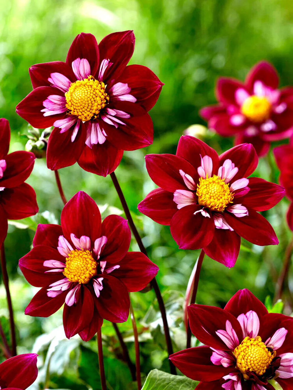 Summer garten with night butterfly dahlias