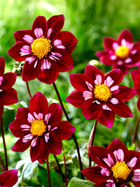 Summer garten with night butterfly dahlias