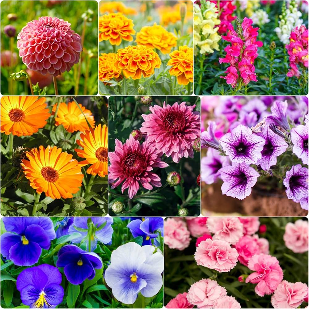 Summer blume garten mix for easy anpflanzung