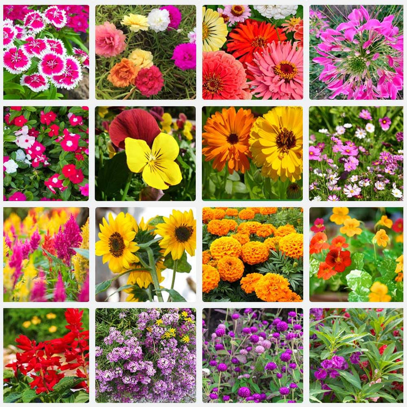 Summer blume samen for vibrant seasonal anpflanzung