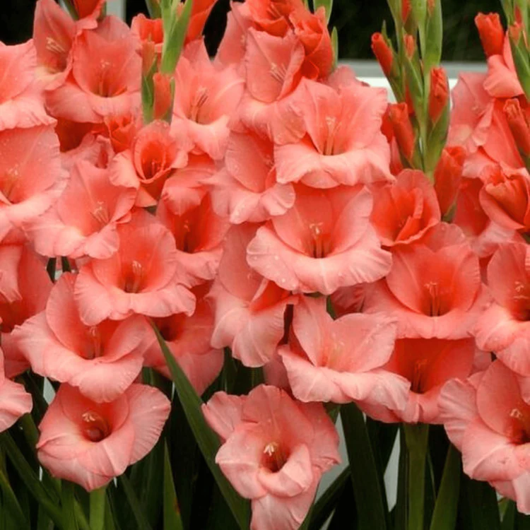 Summer garten gladiolus samen for anpflanzung