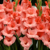 Summer garten gladiolus samen for anpflanzung