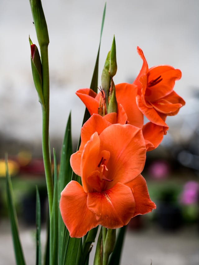 Summer garten with gelb and orange gladiolus