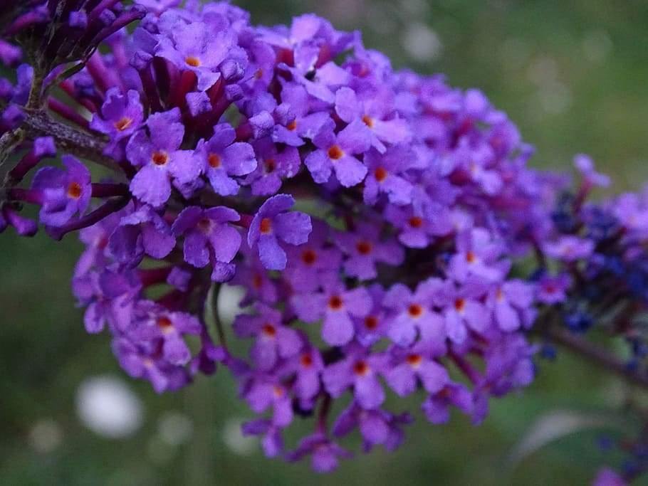 Butterfly-friendly buddleja samen