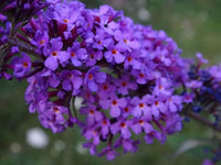 Butterfly-friendly buddleja samen