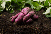 Mixed Süßkartoffel Ipomoea batatas Gemüse Samen zum Pflanzen in Gemüse Patch
