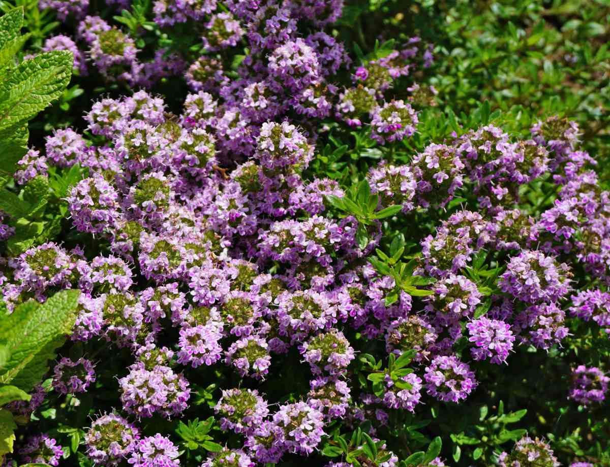 Aromatic leaves of Summer Savory Pflanzen grown from gentechnikfrei Samen