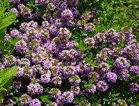 Aromatic leaves of Summer Savory Pflanzen grown from gentechnikfrei Samen