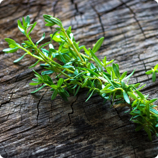 Summer Savory Samen Satureja hortensis aromatic green Pflanze