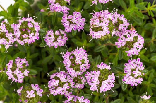 summer-savory-Samen-satureja-hortensis