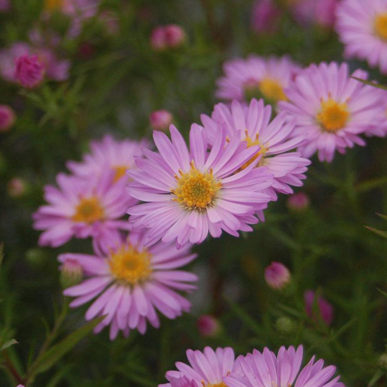 Summer soft rosa aster blumen for garten beds