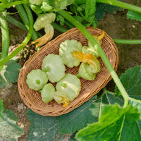 Bennings grüne summer squash pflanzen wachsend