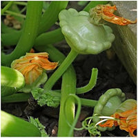 Summer velvet bennings grüne tint squash samen für aussaat