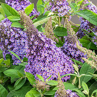 Summer violet buddleia blumen for garten beds