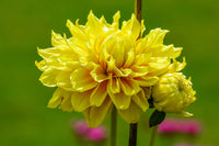 Summer two-color gelb dahlia blumen for garten beds