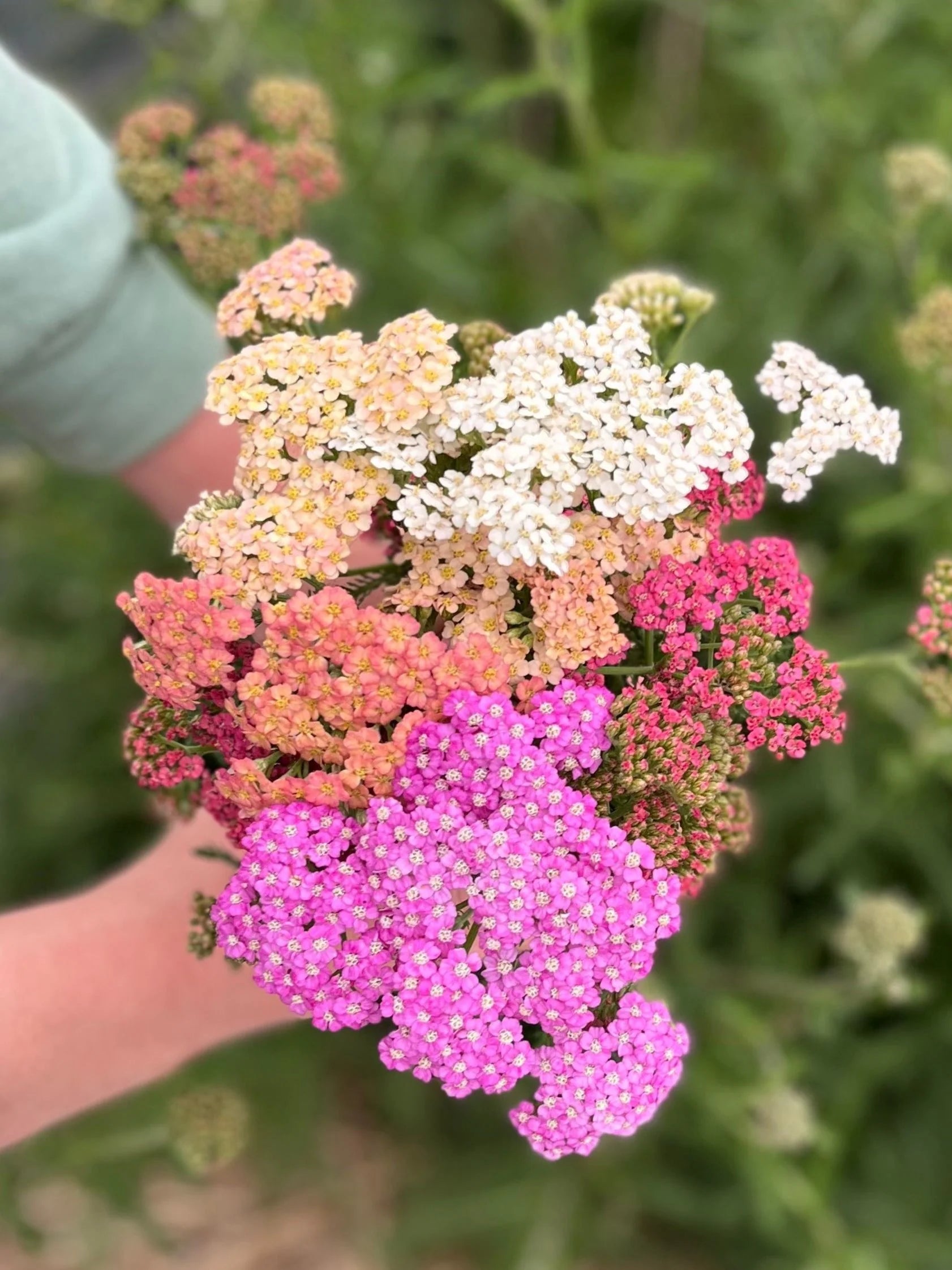 Mischung Yarrow Blumensamen zur Aussaat farbenfroh Schau Traditionssorte & ohne Gentechnik Samen Hausgarten