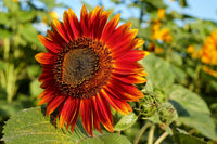 Rot Sonnenblume Samen zur Aussaat – Moulin Blume Sorte
