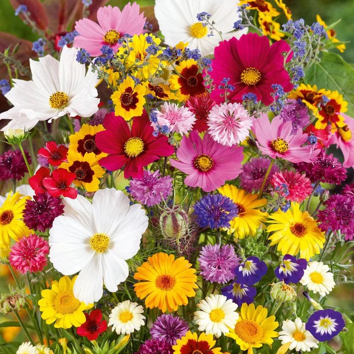 Cosmos Mischung Blumensamen zur Aussaat – leuchtende einjährige Blüten für Ihren Garten