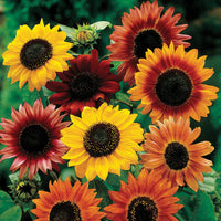 Mixed sunflower samen for anpflanzung - compact growth, heirloom & gmo free samen for home garten
 
 sale samen for home garten