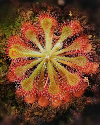 Sundew Blumensamen zur Aussaat – hochwertige Qualitäts- – Traditionssorte & ohne Gentechnik Samen Hausgarten