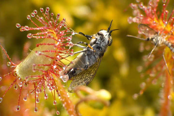 Sundew Pflanze Samen Red and Yellow Variety for Aussaat
