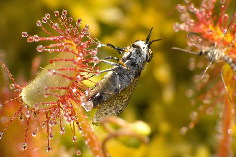 Sundew Pflanze Samen Red and Yellow Variety for Aussaat