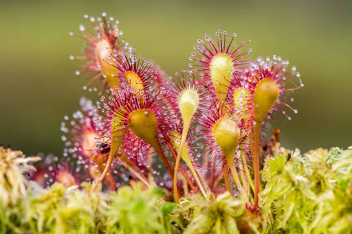 Sundew pflanze samen for terrarium anpflanzung