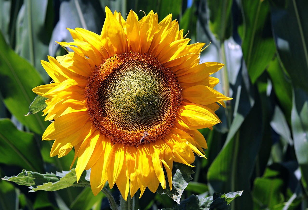 Gelb Sonnenblume Blumensamen zur Aussaat hochwertige Qualitäts- Traditionssorte & ohne Gentechnik Samen Hausgarten
