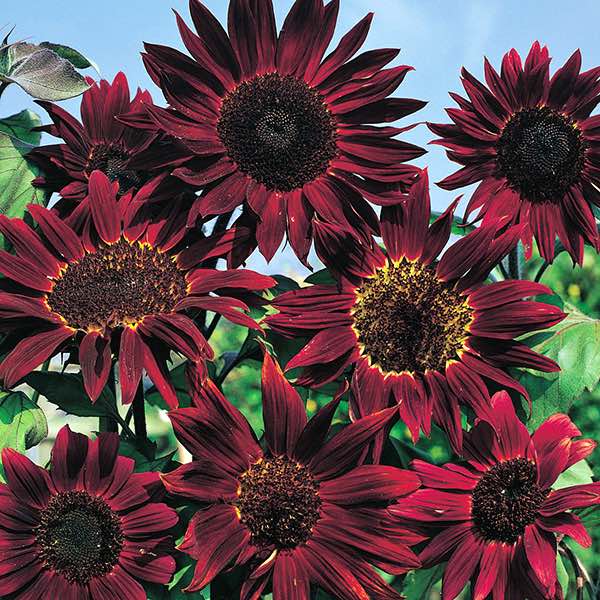 Sonnenblume Blumensamen zur Aussaat leuchtend Traditionssorte & ohne Gentechnik Samen Hausgarten