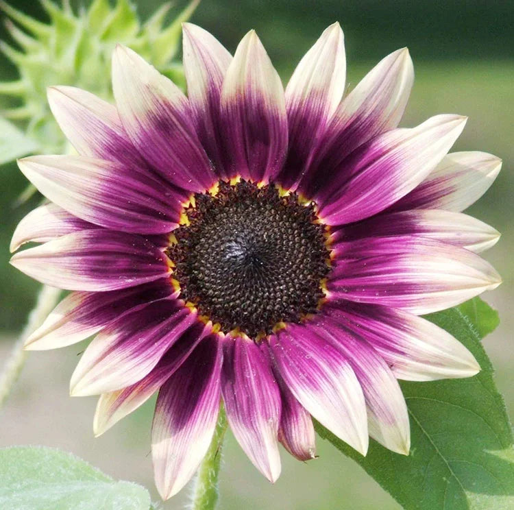 Sunflower cream violet blume samen for anpflanzung and gardening