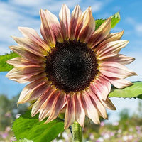 Sunflower cream violet samen anpflanzung and wachsend guide