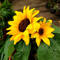 riesig Gelb Sonnenblume Samen zur Aussaat