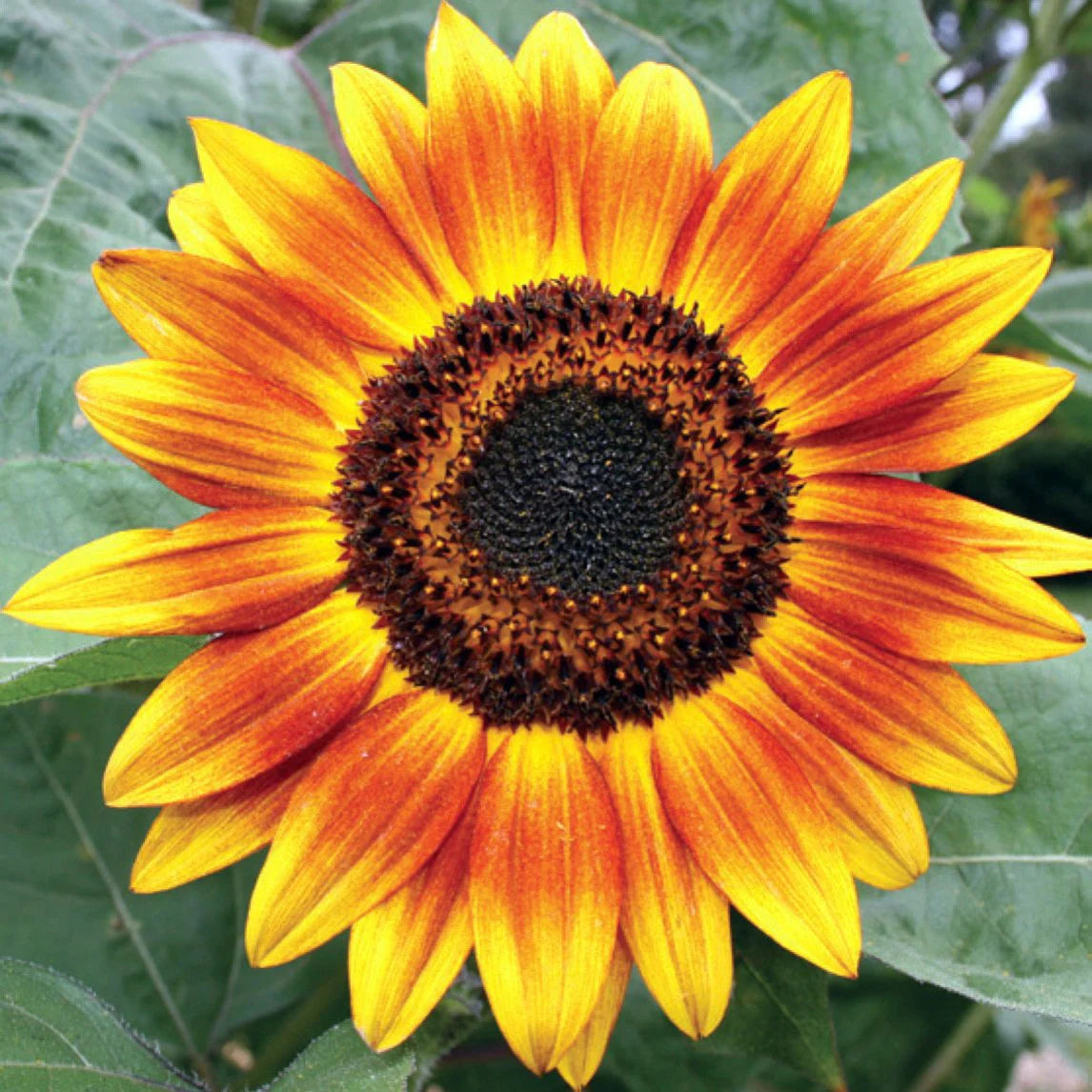 Gelb Rot Sonnenblume Blumensamen zur Aussaat – duftend Blüten – Traditionssorte & ohne Gentechnik Samen Hausgarten