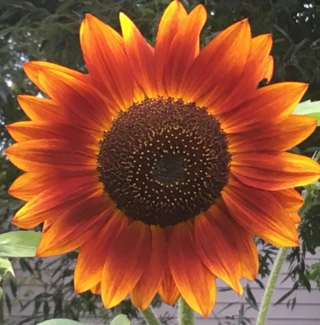 Sunflower samen for anpflanzung - gelb & braun varieties