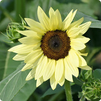 Lemon sunflowers wachsend in sunny garten
