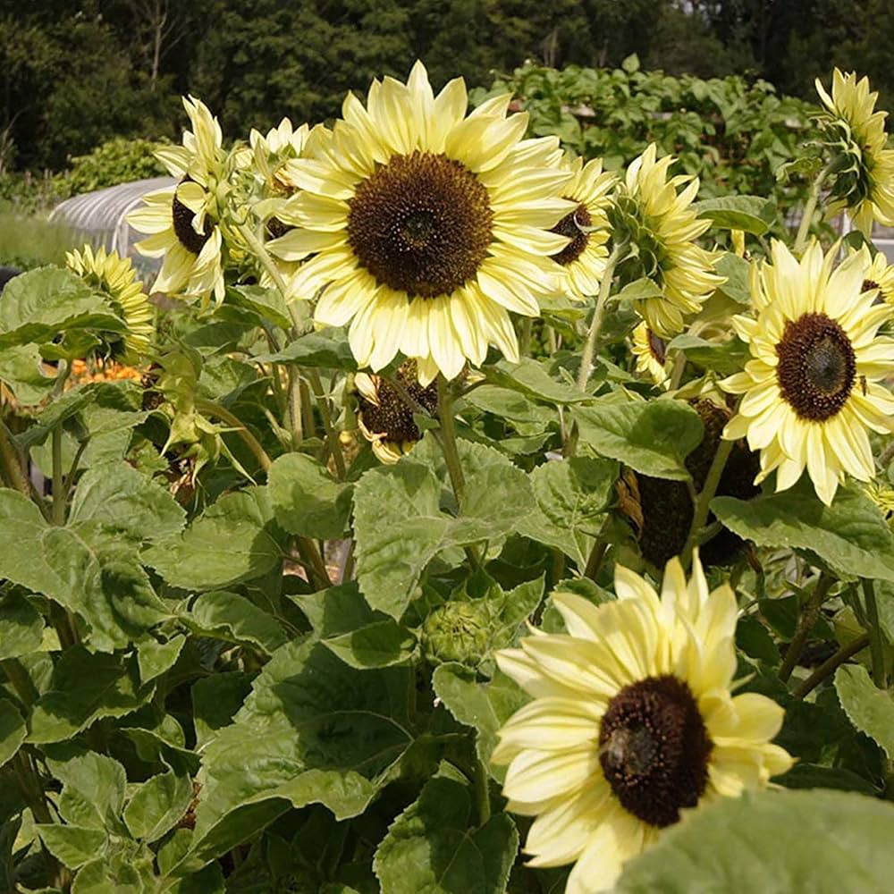Sunflower blume samen for garten – cream variety