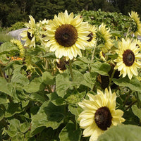 Sunflower blume samen for garten – cream variety