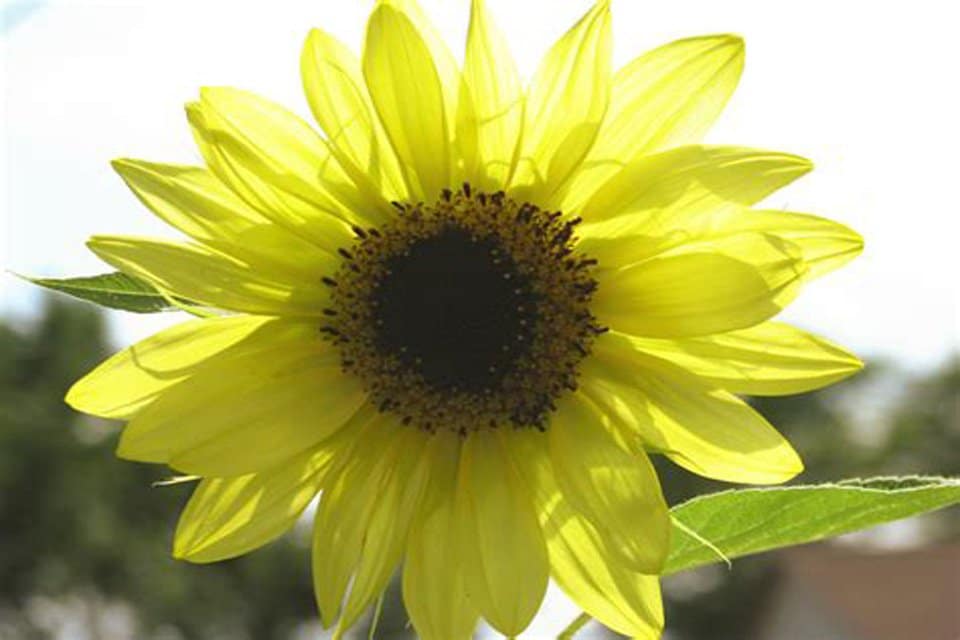 Gelb lemon sunflower wachsend in topf