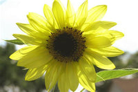 Gelb lemon sunflower wachsend in topf