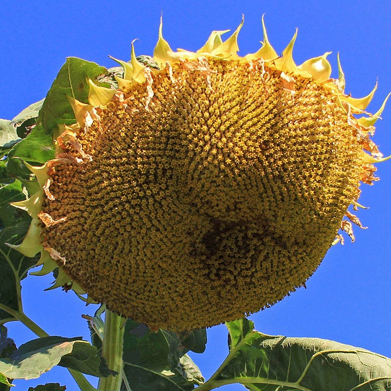 Gray Mongolian Sonnenblume Samen zur Aussaat Anzucht Traditionssorte & ohne Gentechnik Samen Hausgarten