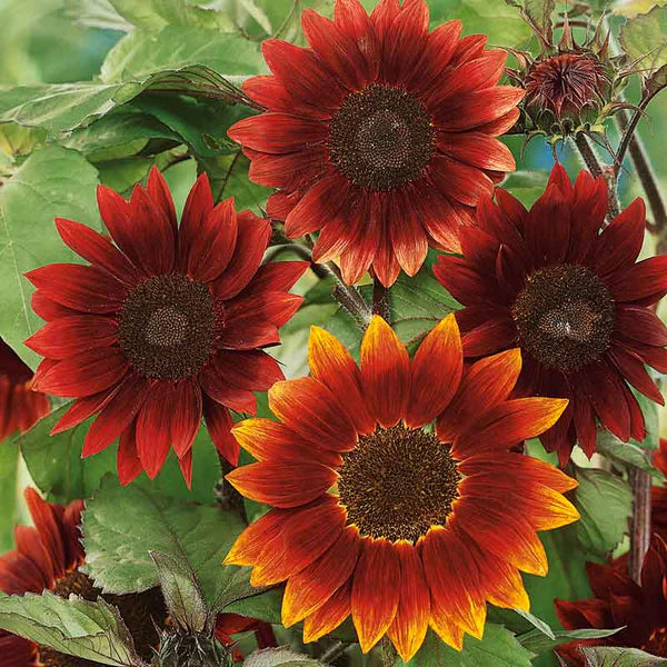 Moulin Rouge Sonnenblume Samen zur Aussaat Wildblume Mischung Traditionssorte & ohne Gentechnik Samen Hausgarten