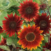 Moulin Rouge Sonnenblume Samen zur Aussaat Wildblume Mischung Traditionssorte & ohne Gentechnik Samen Hausgarten