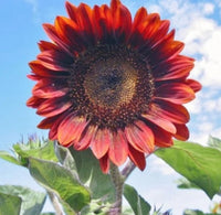 Rot Mini Sonnenblume Samen zur Aussaat – Traditionssorte ohne Gentechnik – Keimung biologisch Garten Samen